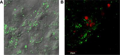 Equine Dental Pulp Connective Tissue Particles Reduced Lameness in Horses in a Controlled Clinical Trial